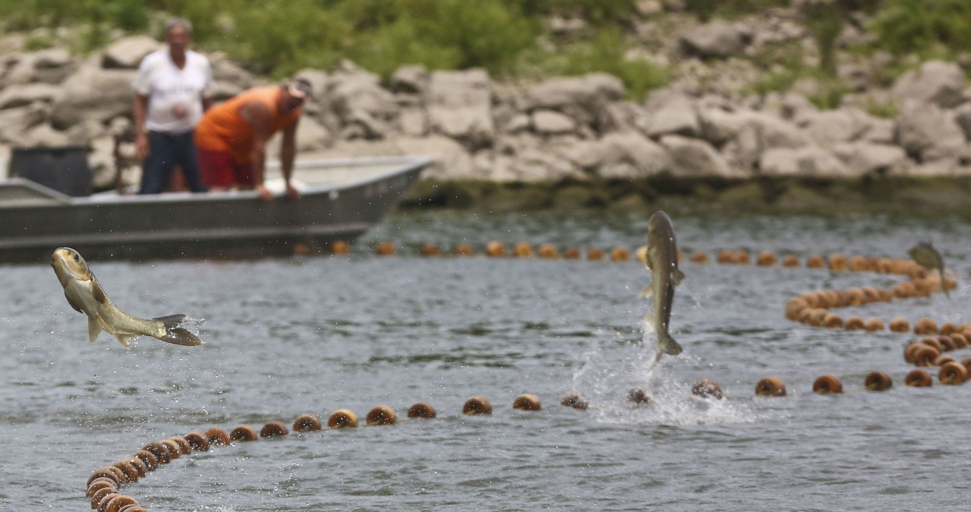 Asian_Carp 5 7.15.19.JPG